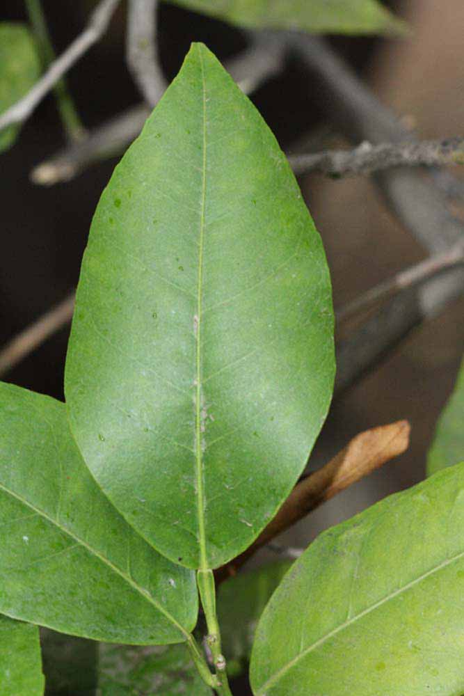              Unifoliolate leaf (Riverside, CA)       